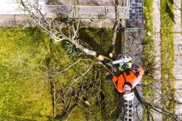 A tree surgeon climbing a tree in Croydon